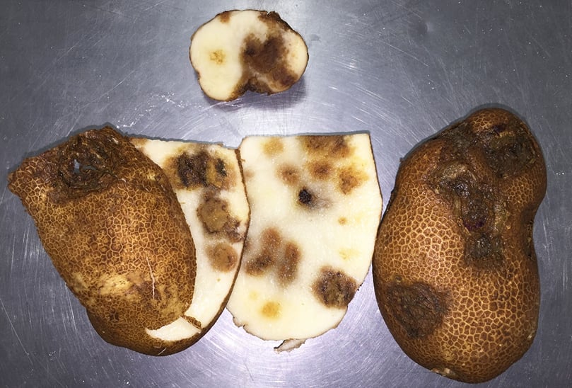 Newer strains of potato virus Y spread by aphids cause damage to the flesh of the tubers.(Courtesy: Washington State University) Newer strains of potato virus Y spread by aphids cause damage to the flesh of the tubers.(Courtesy: Washington State University)