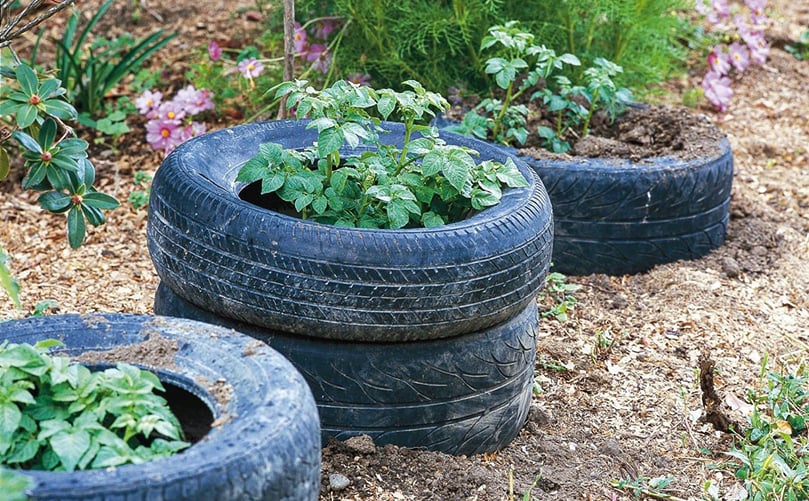 You may want to reconsider planting spuds in tyres. (Courtesy: Julian Matthews) You may want to reconsider planting spuds in tyres. (Courtesy: Julian Matthews)