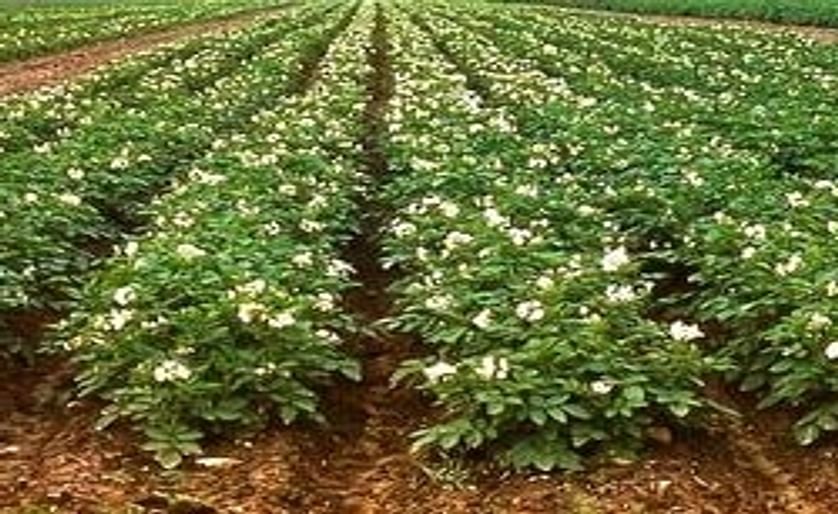 Russia's potato ban 'won't affect Ukraine'