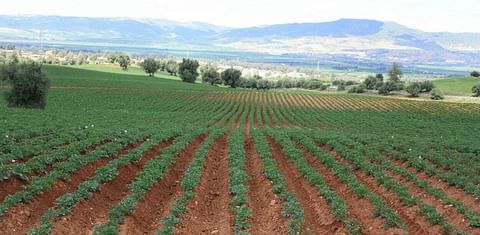 Report: The potato value chain in Morocco