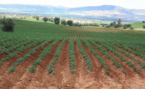 Wageningen Research Foundation Report: The potato value chain in Morocco
Wageningen Research Foundation Report: The potato value chain in Morocco