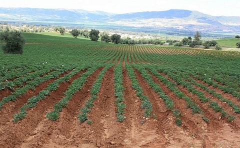 Wageningen Research Foundation Report: The potato value chain in Morocco
