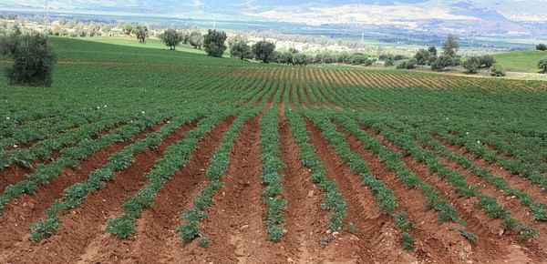 Report: The potato value chain in Morocco