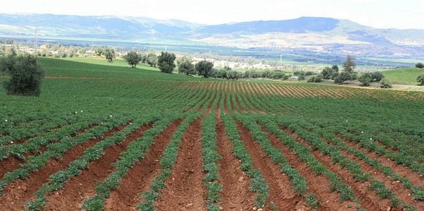 Report: The potato value chain in Morocco