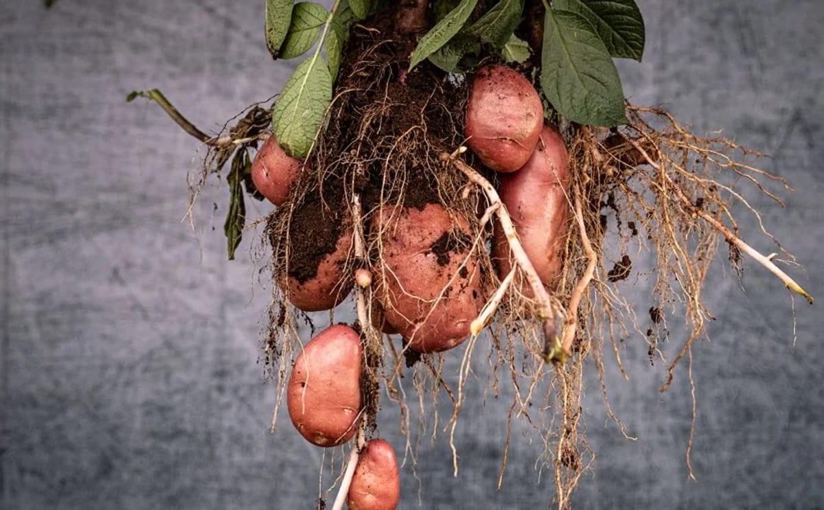 potato-var