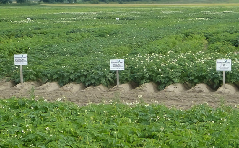 Potato varieties of Bavaria Saat GbR in the field. (Courtesy: Bavaria Saat GbR) Potato varaeties of Bavaria Saat Ltd in the field. (Courtesy: Bavaria Saat Ltd)