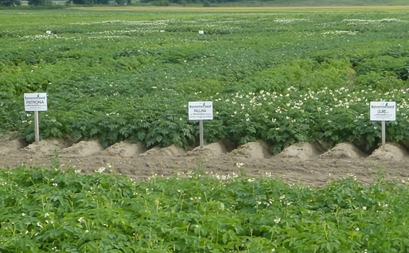 Potato varaeties of Bavaria Saat Ltd in the field. (Courtesy: Bavaria Saat Ltd)