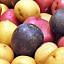 Potato Varieties