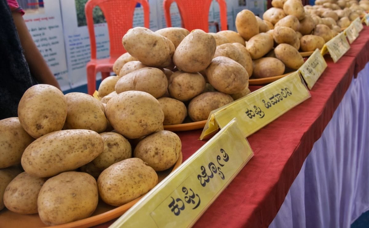 35 New Potato Varieties to be released in Karnataka in the next three years 35 New Potato Varieties to be released in Karnataka in the next three years
