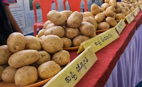 Hassan Horticulture Research Extension Station of the University of Horticultural Sciences-Bagalkot (UHS-B) in Karnataka, India presents its new potato varieties Hassan Horticulture Research Extension Station of the University of Horticultural Sciences-Bagalkot (UHS-B) in Karnataka, India presents its new potato varieties