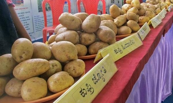 35 New Potato Varieties to be released in Karnataka in the next three years