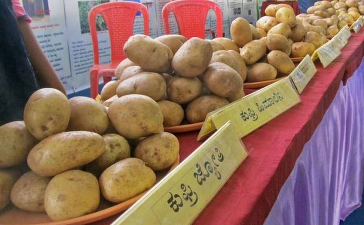 Hassan Horticulture Research Extension Station of the University of Horticultural Sciences-Bagalkot (UHS-B) in Karnataka, India presents its new potato varieties
