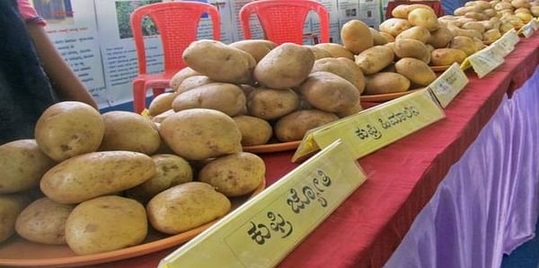 35 New Potato Varieties to be released in Karnataka in the next three years