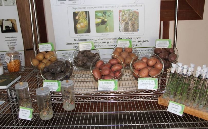 Potato varieties in Ukraine