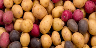 Potato Variety Potato Variety