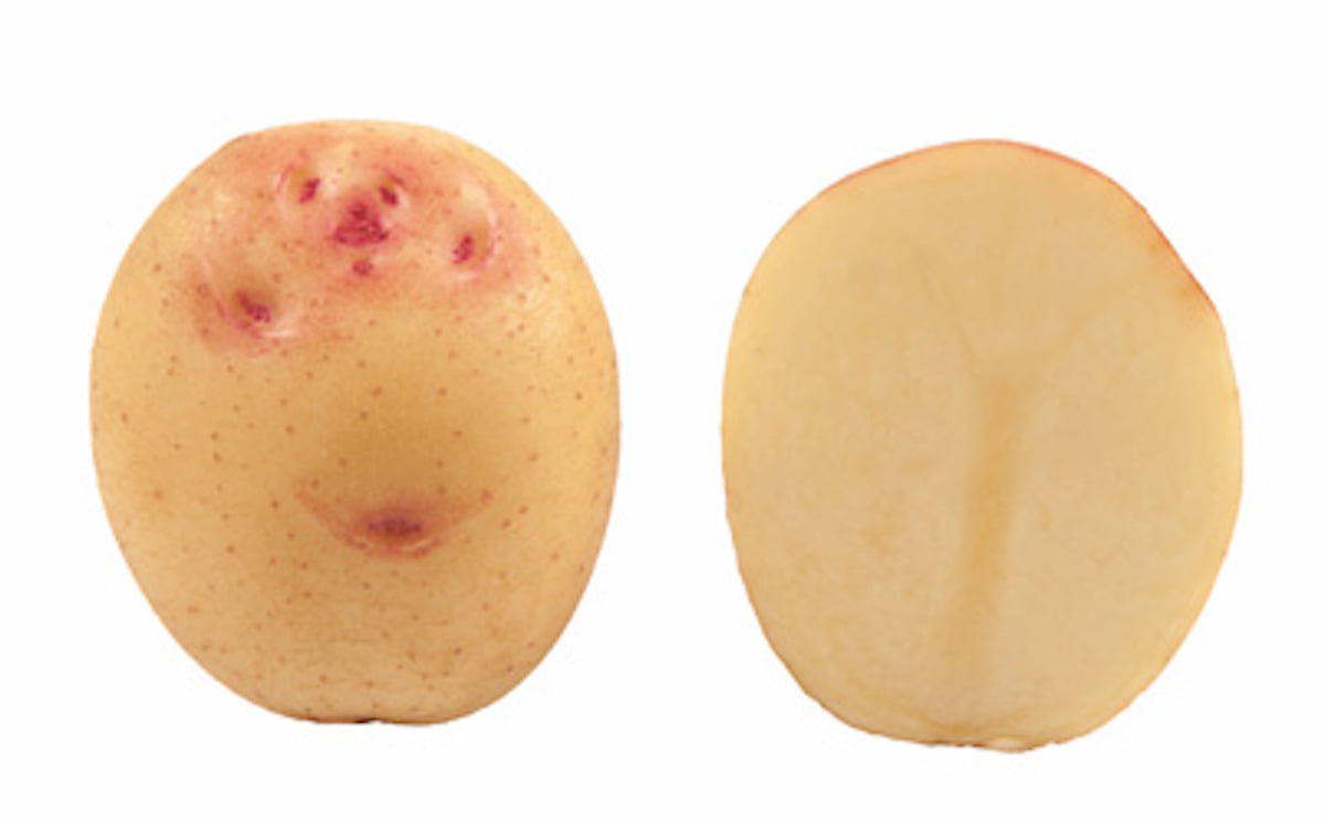 potato-variety-cara-1200.jpg potato-variety-cara-1200.jpg
