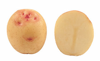 potato-variety-cara-1200.jpg