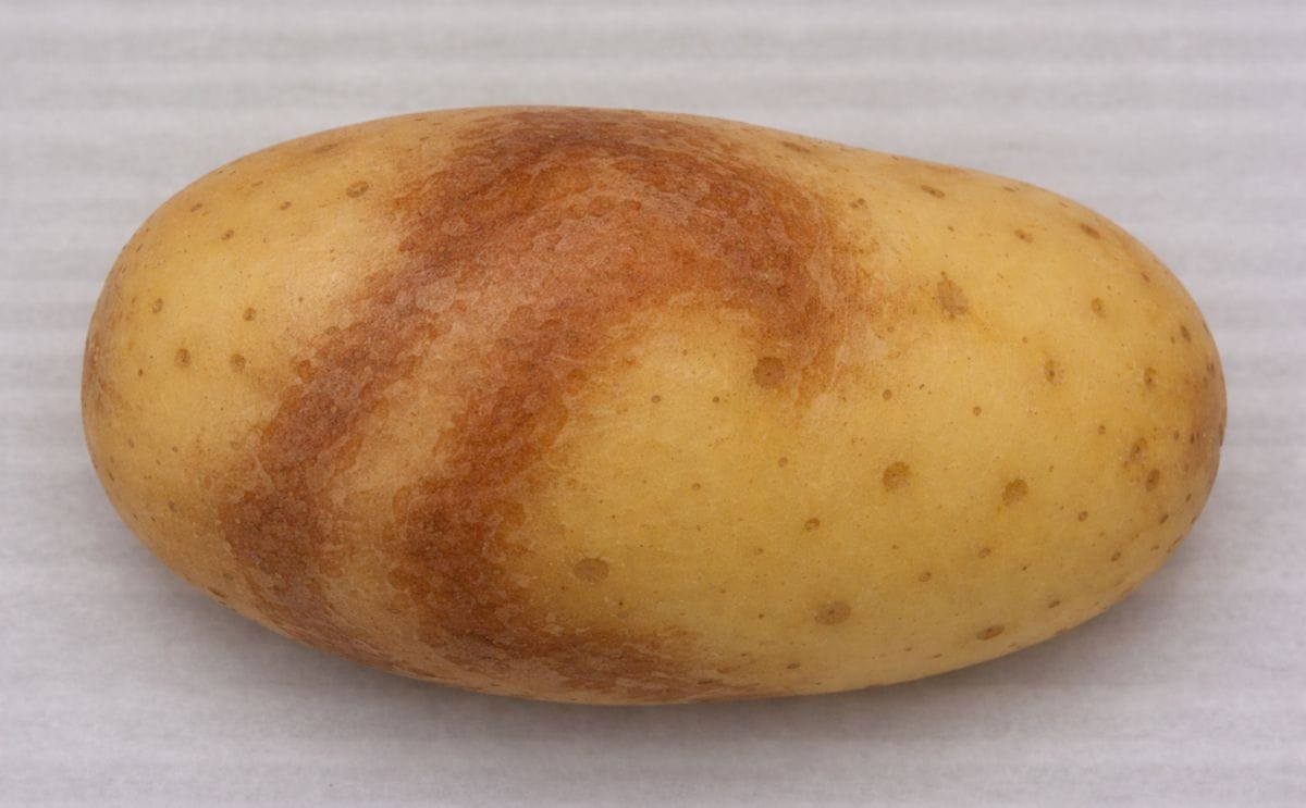 Potato Virus Y Potato Virus Y