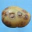 Potato Virus Y (PVY)