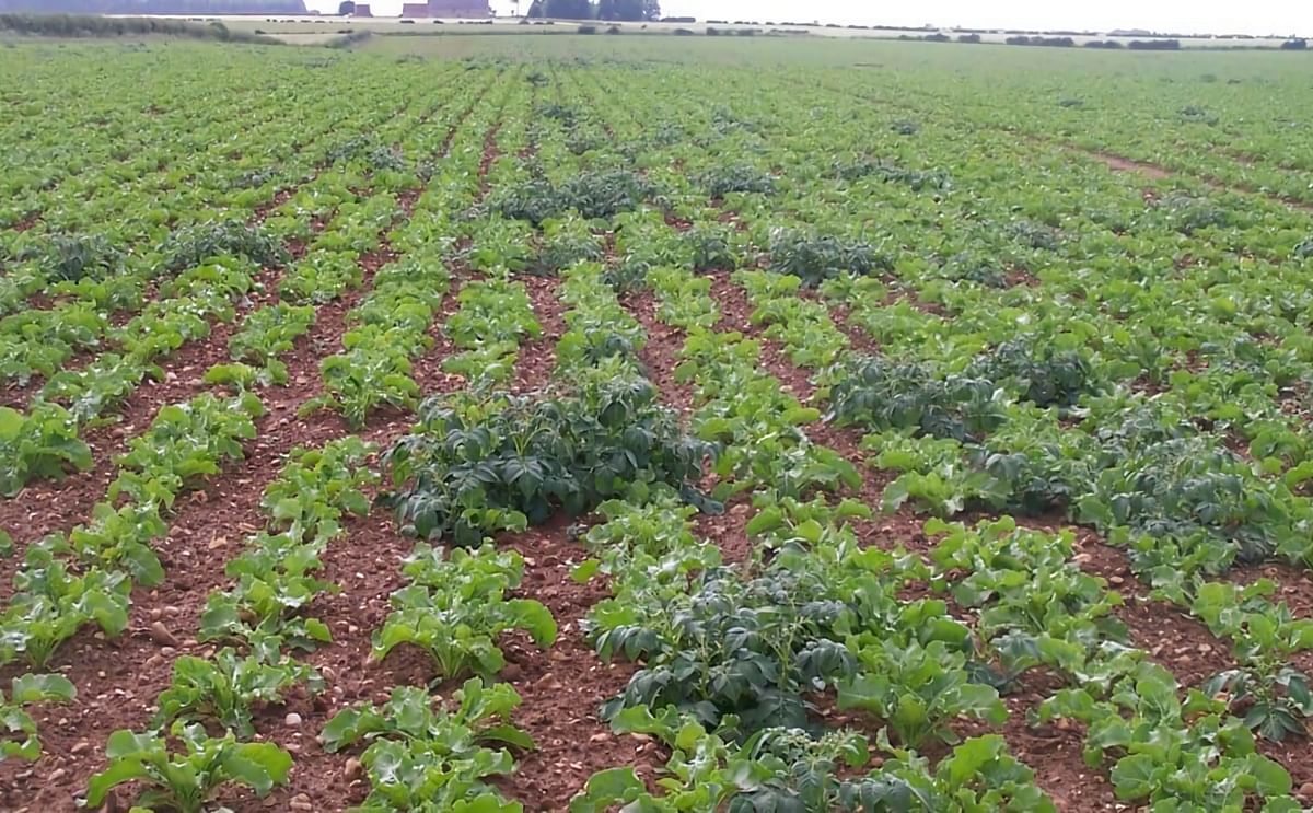 Volunteer potatoes are emerging in Michigan cornfields. Control is crucial for preserving corn yield and managing potato pests.