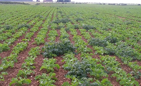 Volunteer potatoes are emerging in Michigan cornfields. Control is crucial for preserving corn yield and managing potato pests. Volunteer potatoes are emerging in Michigan cornfields. Control is crucial for preserving corn yield and managing potato pests.