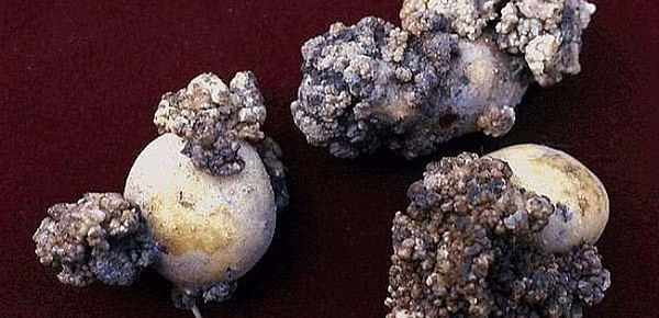 Potato wart found in Prince Edward Island field