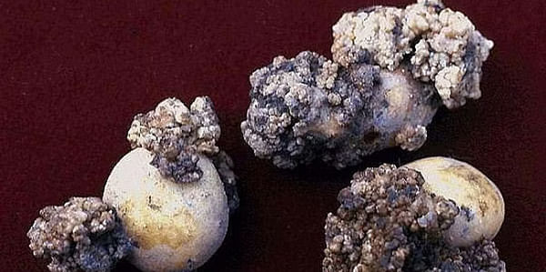 Potato wart not detected in 2022 national survey