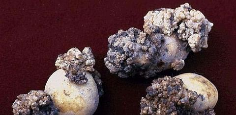 Potato Wart affects yield and makes potatoes unmarketable .Potato wart poses no risk to human health