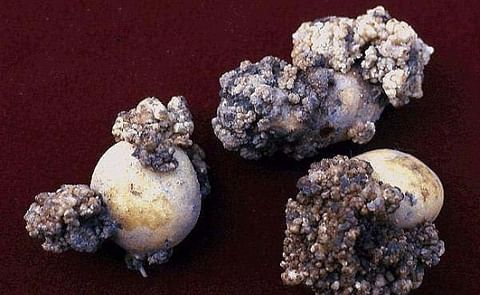 Potato Seed shipments from Prince Edward Island to the United States halted Potato Seed shipments from Prince Edward Island to the United States halted
