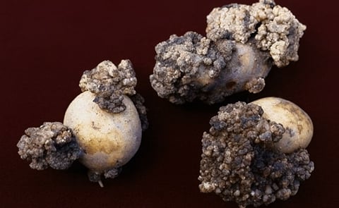 Potato Seed shipments from Prince Edward Island to the United States halted Potato Seed shipments from Prince Edward Island to the United States halted