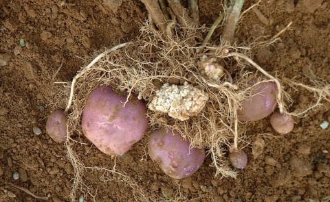 New Report of Potato Wart (Synchytrium endobioticum) in Prince Edward Island, Canada
New Report of Potato Wart (Synchytrium endobioticum) in Prince Edward Island, Canada