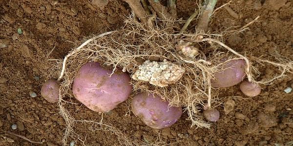 Presence of Potato wart (Synchytrium endobioticum) confirmed in Prince Edward Island