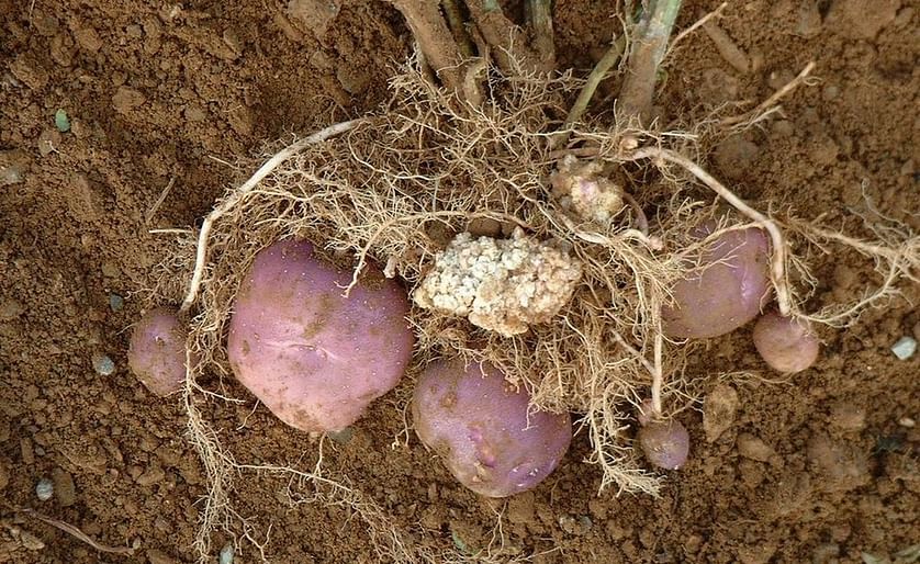 New Report of Potato Wart (Synchytrium endobioticum) in Prince Edward Island, Canada
