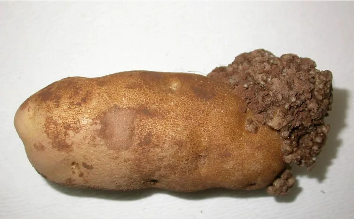 Potato wart poses no risk to humans or food safety, but it can be a serious disease for the infected potatoes, which become disfigured and unmarketable. (CFIA ) Potato wart poses no risk to humans or food safety, but it can be a serious disease for the infected potatoes, which become disfigured and unmarketable. (CFIA )