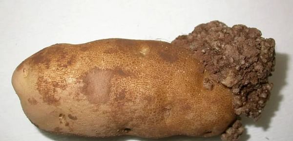 Potato wart poses no risk to humans or food safety, but it can be a serious disease for the infected potatoes, which become disfigured and unmarketable. (CFIA )