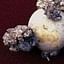 Potato Wart Disease