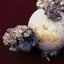 Potato Wart Disease