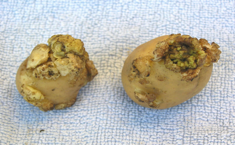 Typical Symptoms of Potato Wart Disease in Solanum tuberosum Tubers