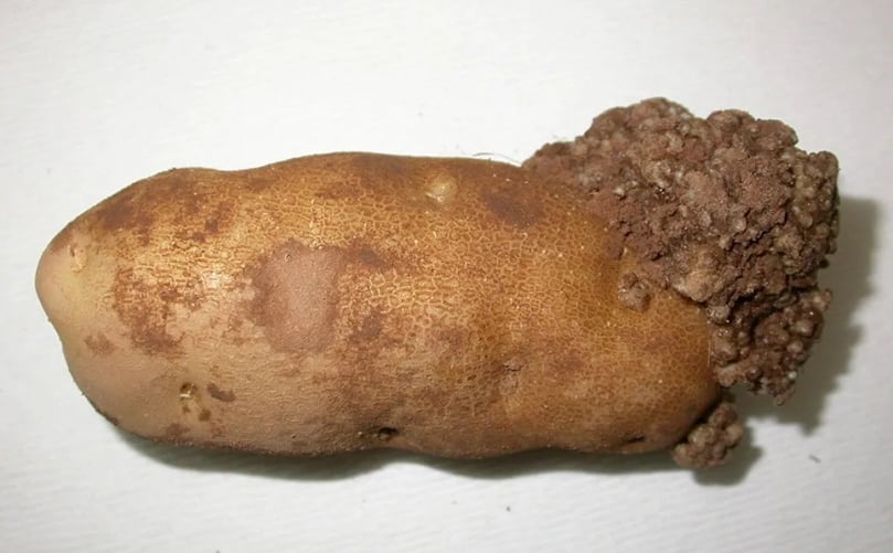 Potato wart poses no risk to humans or food safety. It disfigures potatoes and makes them unmarketable. (Courtesy: CFIA) Potato wart poses no risk to humans or food safety. It disfigures potatoes and makes them unmarketable. Courtesy: CFIA