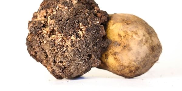 Georgia bans the import of potato from Turkey citing potato wart risks