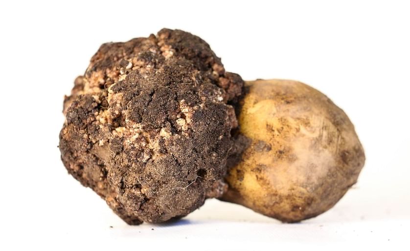 An example of a potato affected by potato wart disease (Synchytrium endobioticum). This disease is also referred to as black scab or potato canker. (Courtesy: Swedish Board of Agriculture)