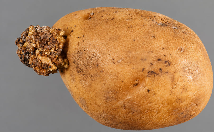 Advanced Potato Wart Infection Showing Tumor-like Growth on Tubers