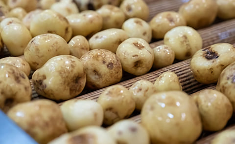 Potato washing process Potato washing process