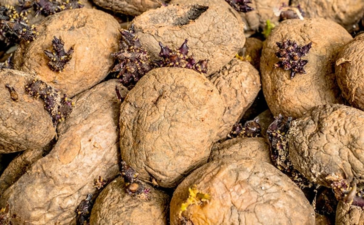 Reducing Swiss Potato Waste Reducing Swiss Potato Waste