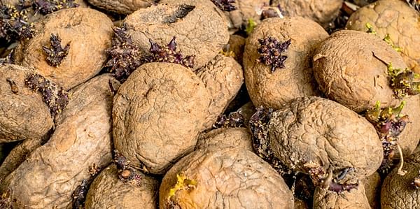Reducing Swiss Potato Waste