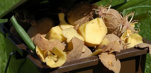 Potato waste from farm to fork quantified in Swiss study