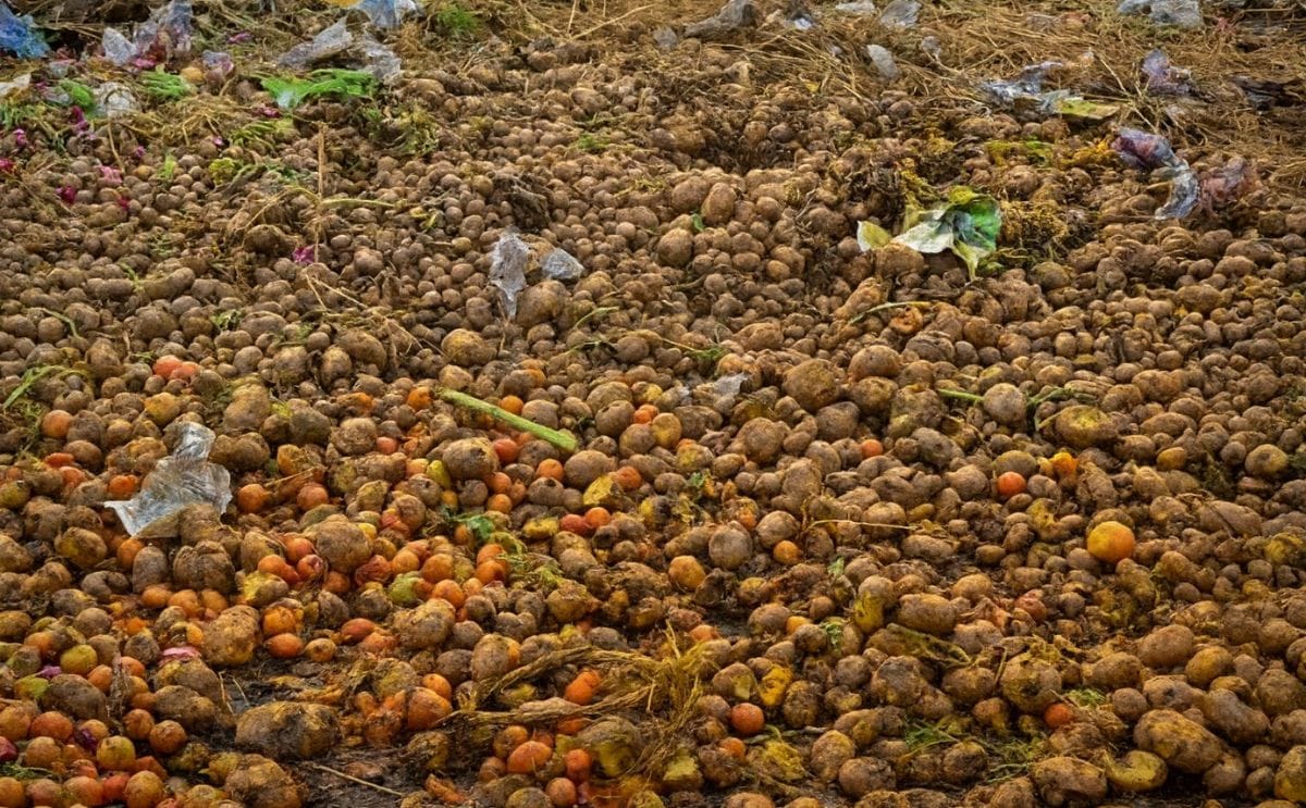 Potato waste left to rot in a parking lot in India (Courtesy: MIT) Normally, you will NOT find potato waste like this. It is a very bad idea, since such a pile will spreads potato diseases! Potato waste is more commonly plowed under, used as animal feed,