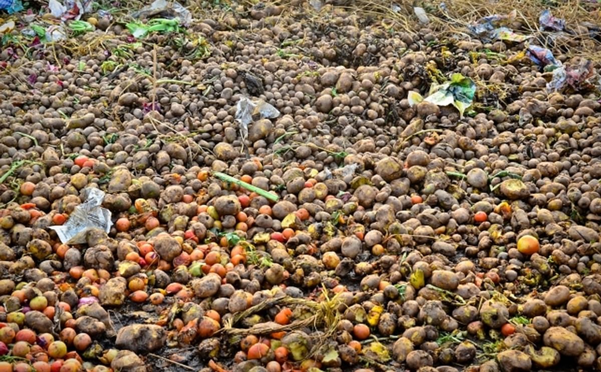 Potato waste left to rot in a parking lot in India (Courtesy: MIT) Normally, you will NOT find potato waste like this. It is a very bad idea, since such a pile will spreads potato diseases! Potato waste is more commonly plowed under, used as animal feed, 