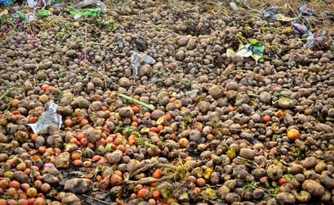 Potato waste left to rot in a parking lot in India (Courtesy: MIT) Normally, you will NOT find potato waste like this. It is a very bad idea, since such a pile will spreads potato diseases! Potato waste is more commonly plowed under, used as animal feed, Potato waste left to rot in a parking lot in India (Courtesy: MIT) Normally, you will NOT find potato waste like this. It is a very bad idea, since such a pile will spreads potato diseases! Potato waste is more commonly plowed under, used as animal feed,