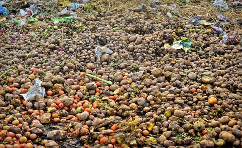 Potato waste left to rot in a parking lot in India (Courtesy: MIT) Normally, you will NOT find potato waste like this. It is a very bad idea, since such a pile will spreads potato diseases! Potato waste is more commonly plowed under, used as animal feed, 